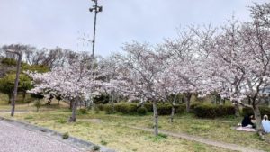 なまずの郷・八分咲きの桜