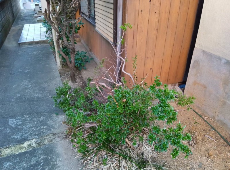 玄関側の植木