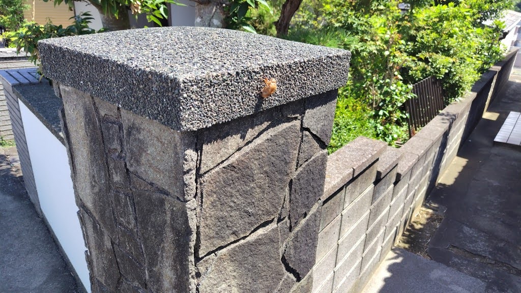 門扉に残るセミの抜け殻