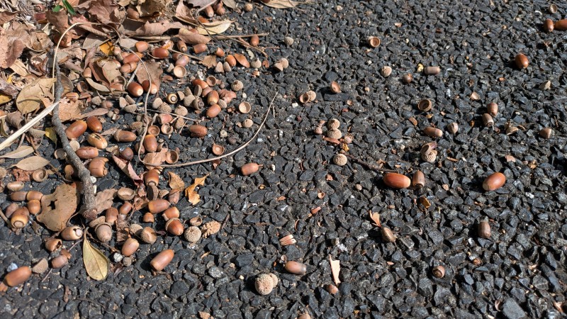 道ばたで見つけたどんぐり