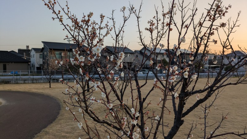 近くの公園で桜が咲き始めた