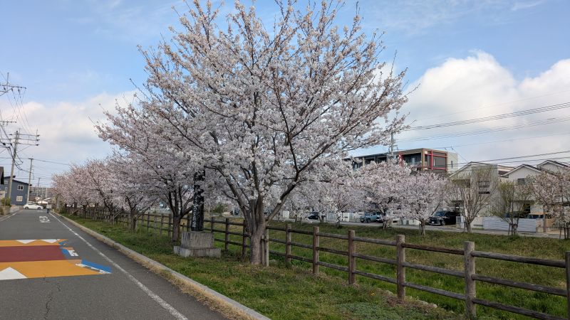 川沿いの桜並木が目を楽しませてくれます。