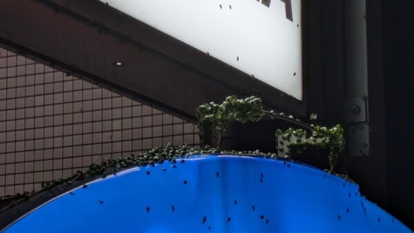 カメムシ大量発生（閲覧注意）