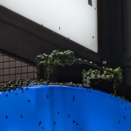 カメムシ記事のアイコン